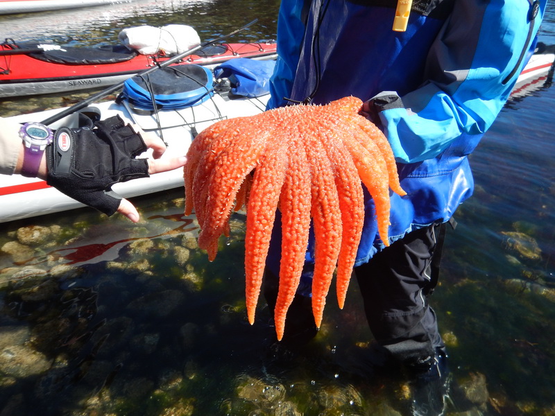 Orange SeaStar 