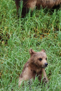 Grizzly Bear Cub