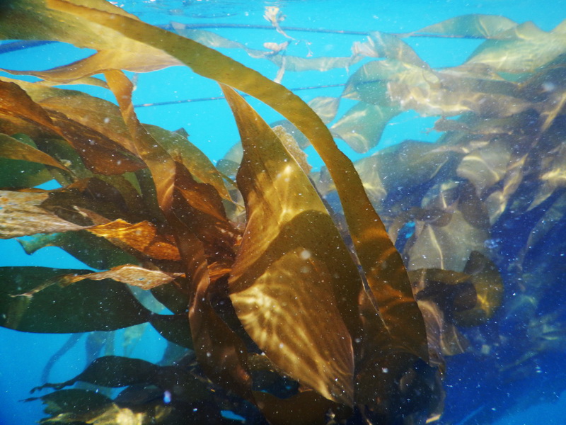 Kelp Bed