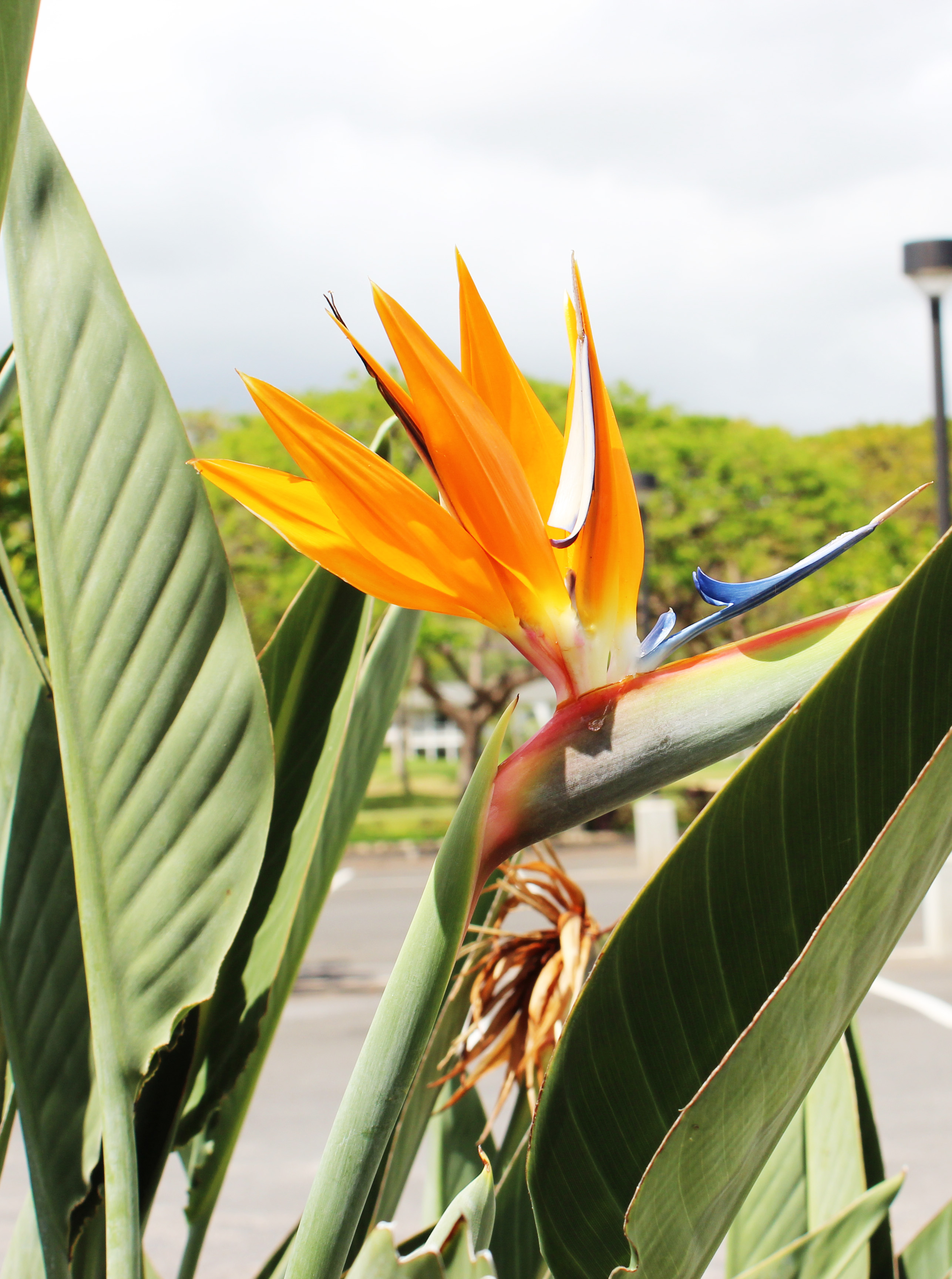 Bird of Paradise