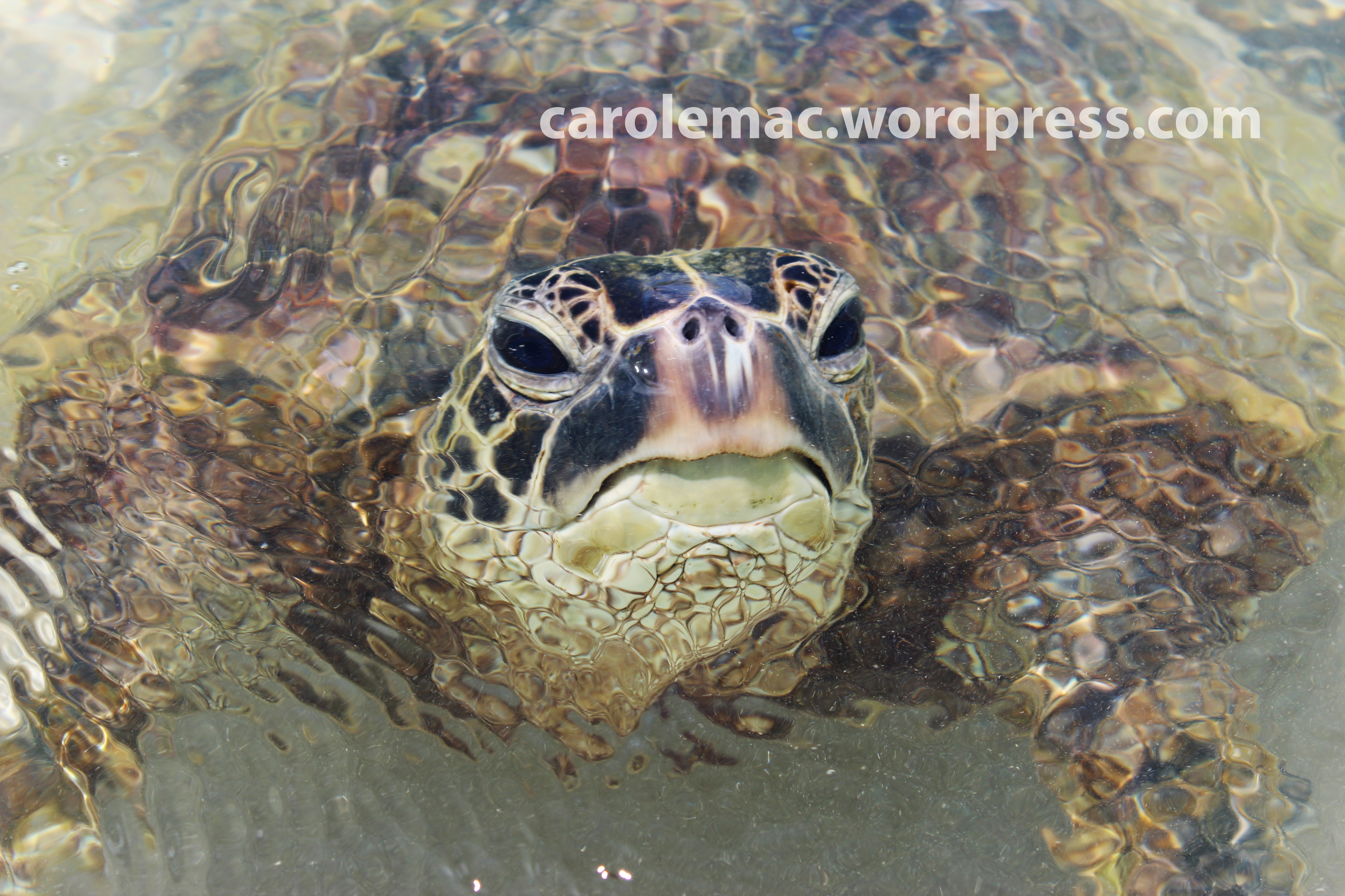 Wild Hawaiian Sea Turtle