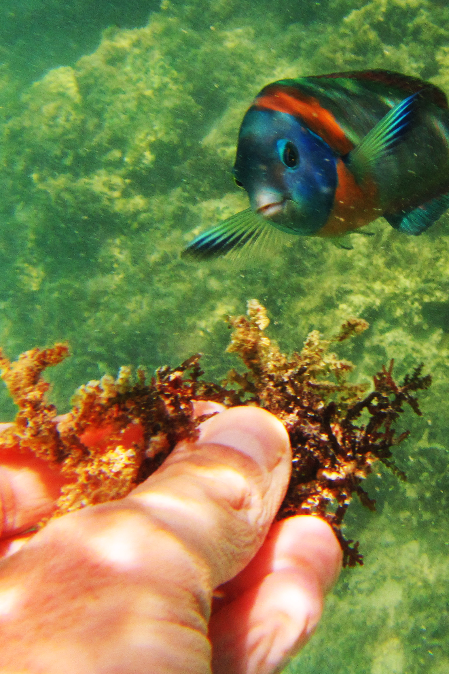 Hanauma Bay Fish