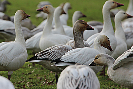 Annual Snow Geese Vist