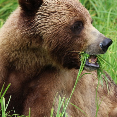 Grizzly Adventure in BC