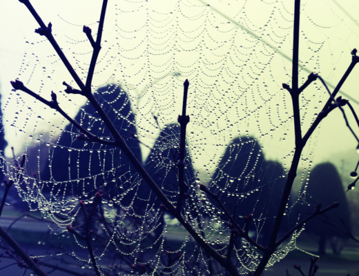 Roadside SpiderWeb