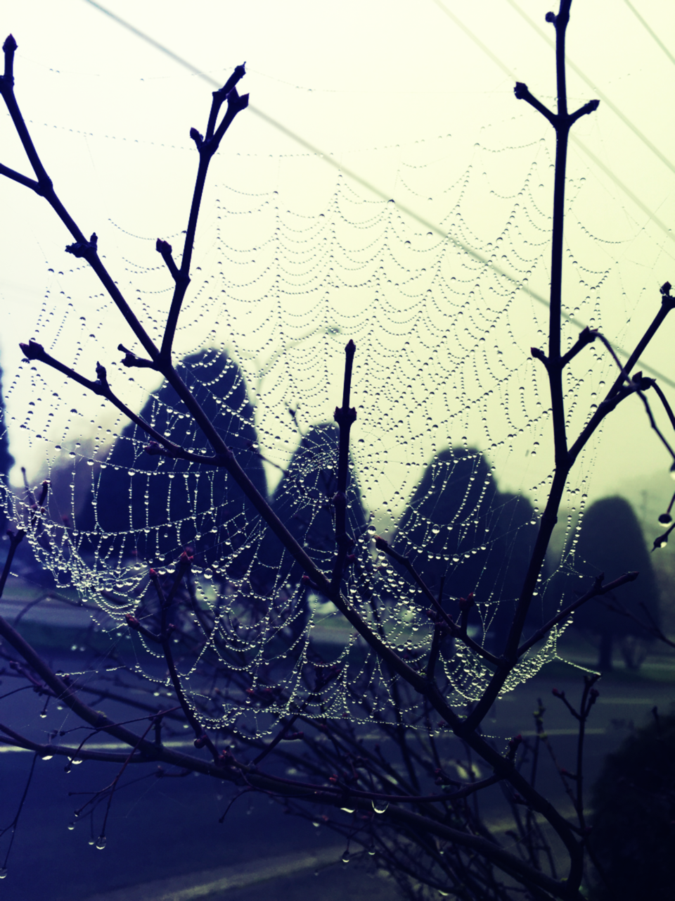 Roadside SpiderWeb