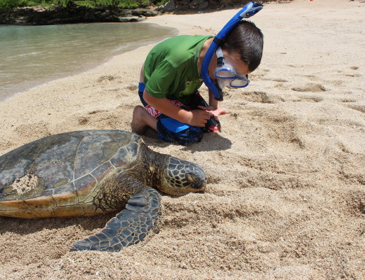 J and his turtle friend